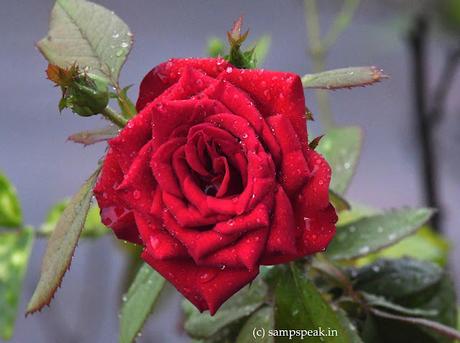 Beau Rose !! ராஜா மகள், ரோஜா மலர் !!! Beau Rose !! ராஜா மகள், ரோஜா மலர் !!!