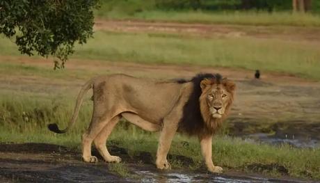 asiatic lion at devaliya 