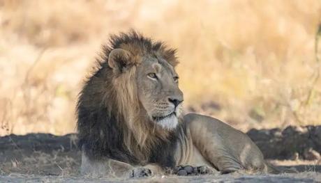 Lion in Gir Interpretation Area