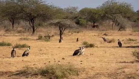 Indian vulture in the park 