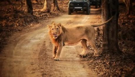 lion seen in safari 