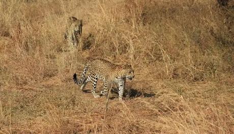 Indian leopard at Devaliya Park SafariPark Safari 