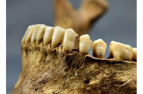 What teeth reveal about nutrition and migration