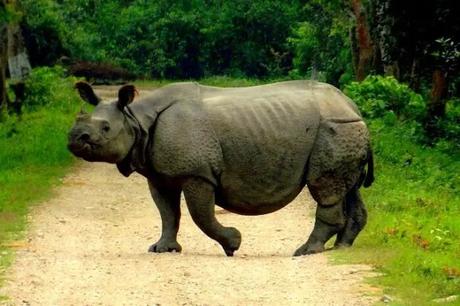 35 Appealing Destinations To Explore In India In March 2023 rhinos in kaziranga