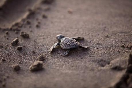 35 Appealing Destinations To Explore In India In March 2023 a small turtle on a beach