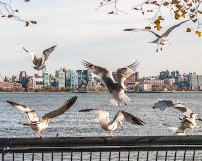 For the birds