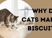 Cats Make Biscuits Your Stomach