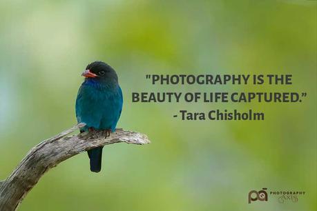 Nature Photography Quote