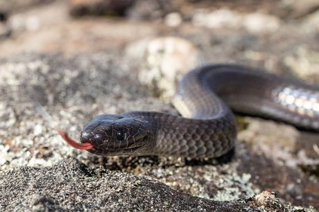 Venomous Snake Slithers Into Celeb's Bedside