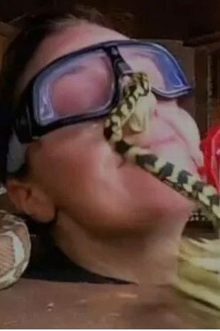Venomous Snake Slithers Into Celeb's Bedside