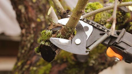 Reasons You Should Be Pruning Your Trees