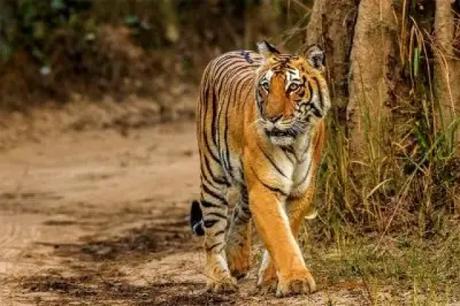 Enjoy wildlife experience at Sariska National Park, one of the best places near Neemrana fort palace