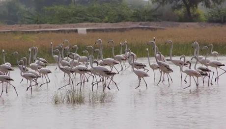 Bishnoi Village offers an immersive experience of the traditional lifestyle of the Bishnoi people