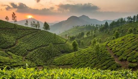 Breathtaking view from the tea plantations at one of the romantic places to visit in India for couples