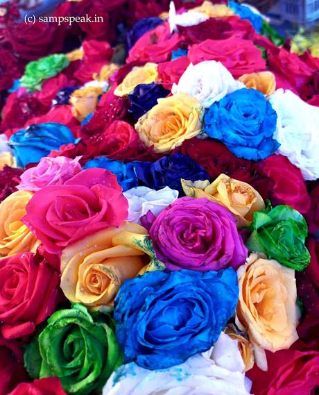 colourful roses !!