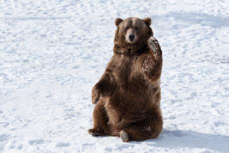 Are you planning a ‘Fat Bear Winter’?  How to tap into your inner grizzly and embrace the new weight loss trend