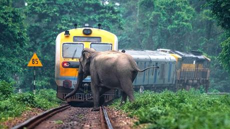 elephant on railway tracK (4)
