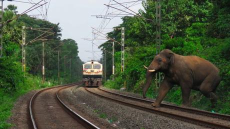 elephant on railway tracK (3)