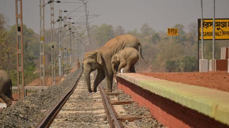 elephant on railway tracK (1)