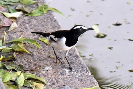 Motacilla maderaspatensis   !!  ??  -   வெண்புருவ வாலாட்டி