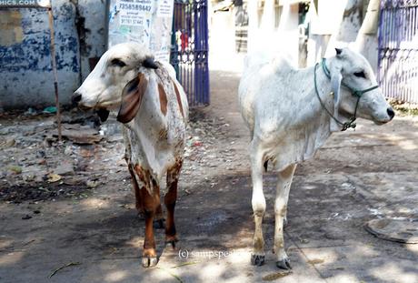 Cows say - Right to disagreement !!