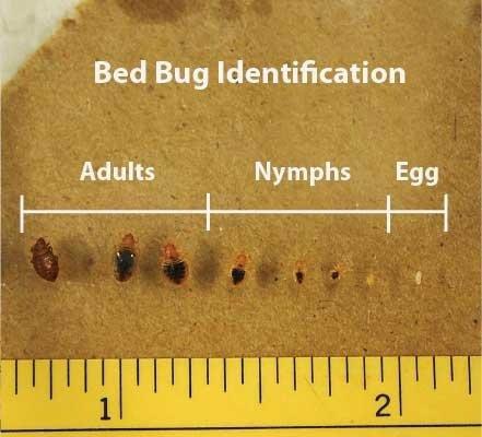How Long To Dry Clothes To Kill Bed Bugs?  