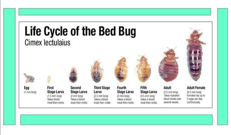 Can Bed Bugs Travel On Clothes You'Re Wearing?  