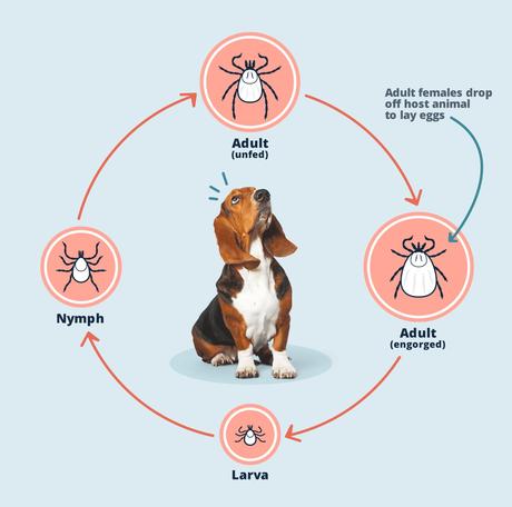 Herbal Remedies For Ticks In Dogs and Understanding and Managing