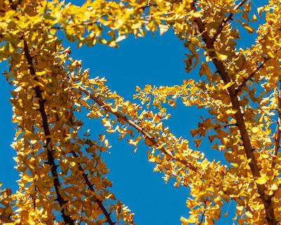 Ginkgoes [still]