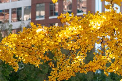 Ginkgoes [still]