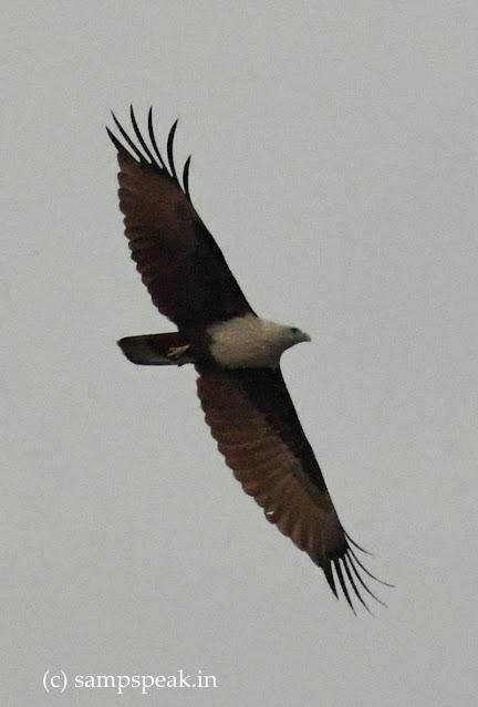 Brahminy kite  ~  கருடன்