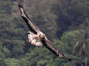 Brahminy Kite கருடன்