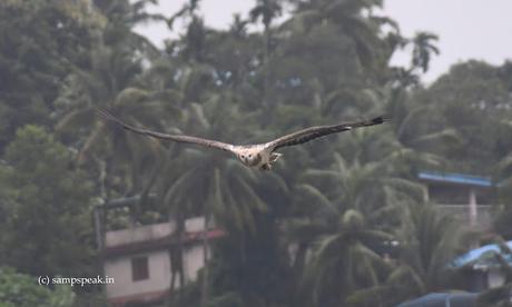 Brahminy kite  ~  கருடன்
