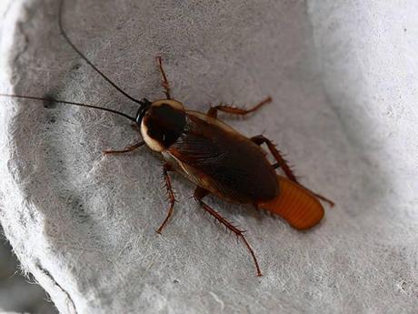 Can Roaches Travel On Your Clothes?  