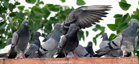 Pigeons  !  -  waiting !!