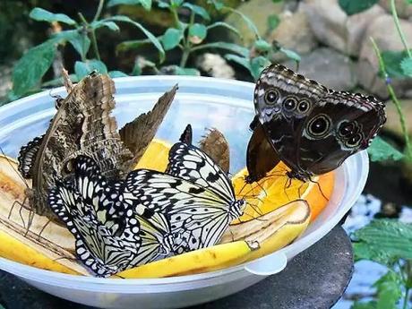spot colourful butterflies at the butterfly conservatory