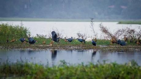 spot birds and reptiles in the marshes of Carambolim lake