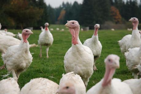 Some turkeys are so large that they have difficulty walking, but scientists have found ways to breed healthier birds