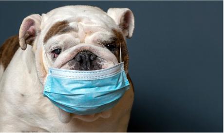 Can I Spread Kennel Cough On My Clothes?  
