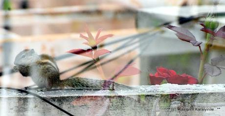 Double - exposure - by design, not accidental !! Double - exposure - by design, not accidental !!