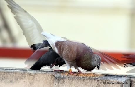 Double - exposure - by design, not accidental !! Double - exposure - by design, not accidental !!