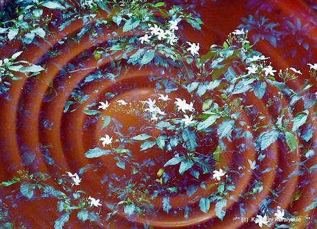 Double - exposure - by design, not accidental !! Double - exposure - by design, not accidental !!