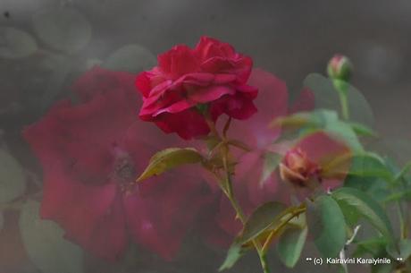 Double - exposure - by design, not accidental !! Double - exposure - by design, not accidental !!