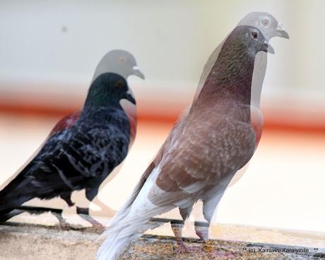 Double - exposure - by design, not accidental !! Double - exposure - by design, not accidental !!