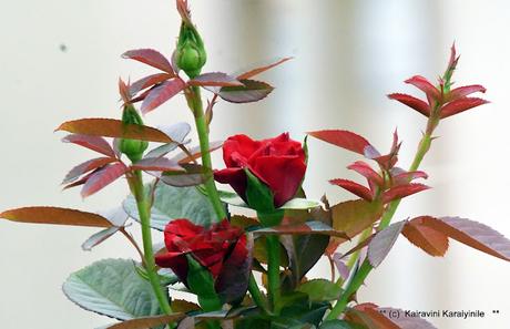 Double - exposure - by design, not accidental !! Double - exposure - by design, not accidental !!