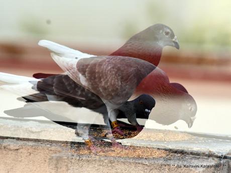 Double - exposure - by design, not accidental !! Double - exposure - by design, not accidental !!