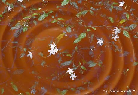 Double - exposure - by design, not accidental !! Double - exposure - by design, not accidental !!