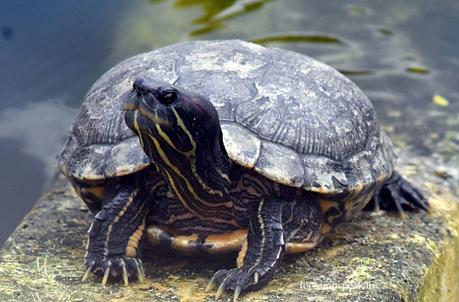 Turtle ! - Red-eared slider !! - விழிகள் மேடையாம் Turtle ! - Red-eared slider !! - விழிகள் மேடையாம்