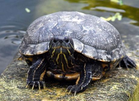Turtle ! -  Red-eared slider !!  - விழிகள் மேடையாம்