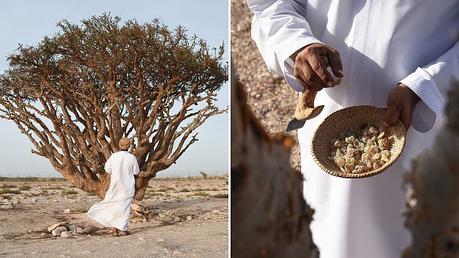 During a trip to Oman I discovered the story behind the traditional Christmas scent